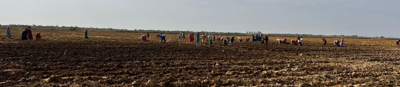Coopératives partenaires TAP Export — Vallée du Fleuve Sénégal